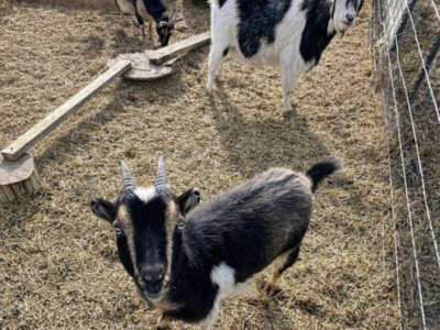 Henry the fainting goat