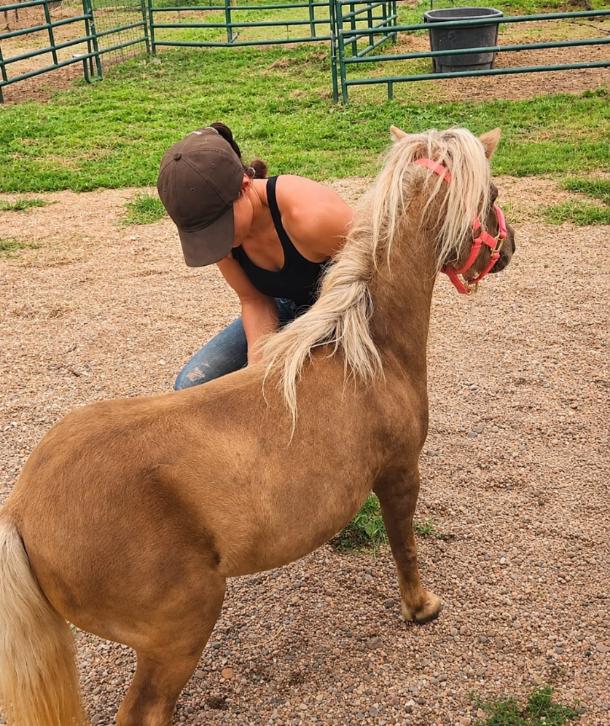 Rapunzel, a palomino miniature horse mare with a long flaxen mane, standing in a paddock
